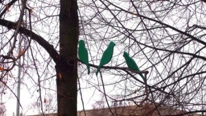 В Петрозаводске на дереве поселились зеленые птицы!