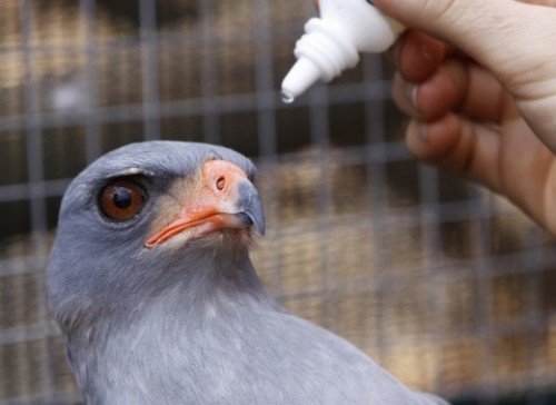В Кузбассе откроют первый центр для реабилитации диких птиц
