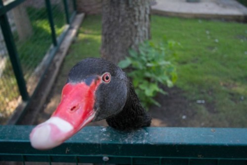 В Липецком зоопарке выберут самую красивую птицу 2015 года 