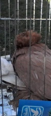 Редкие породы голубей представили в Георгиевске