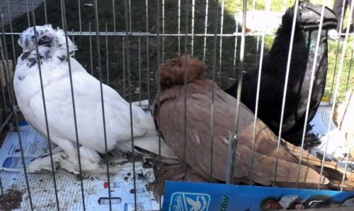 Редкие породы голубей представили в Георгиевске