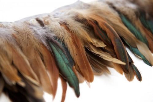 Тюменские орнитологи соберут коллекцию из 370 перьев птиц