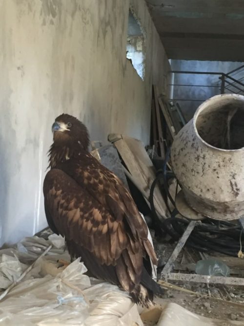 Специальная комиссия при Администрации Феодосии спасла птицу, занесенную в Красную книгу