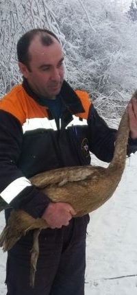 В горах Кабардино-Балкарии сотрудники МЧС спасли лебедя