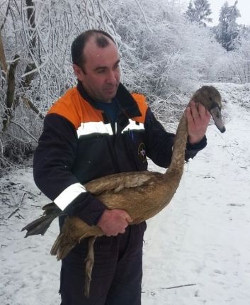 В горах Кабардино-Балкарии сотрудники МЧС спасли лебедя