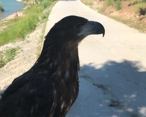 В Анапе у фотографа изъяли белохвостого орлана