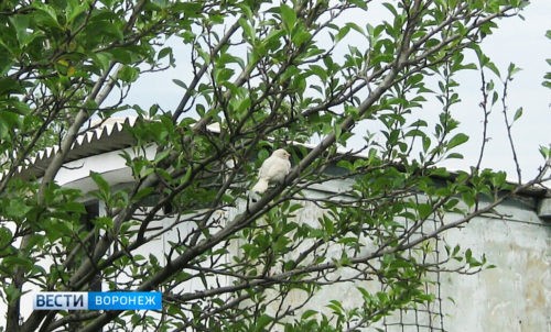 Жительница Воронежа обнаружила редчайшую птицу – воробья-альбиноса