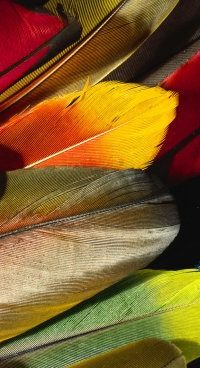 Шведские биотехнологи рекомендуют ввести в рацион перья птиц
