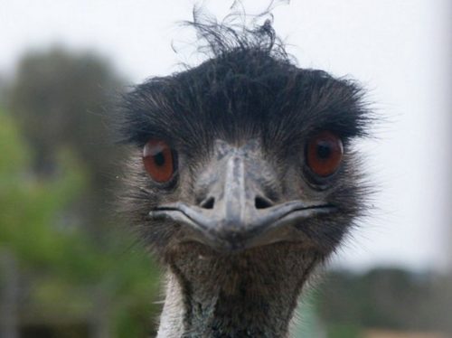 Нахальный страус-эму рассмешил пользователей интернета кражей продуктов