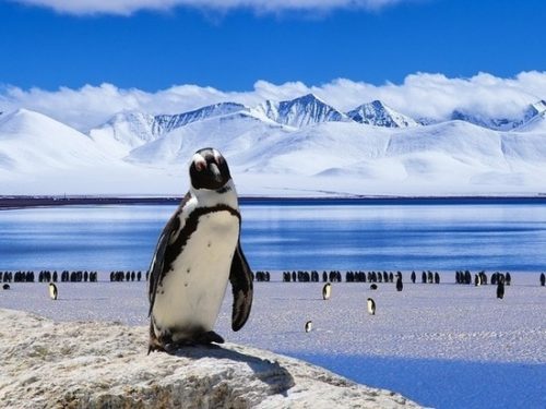 В Антарктиде нашли полуторамиллионную колонию пингвинов