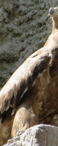 Степного орла в Московском зоопарке назвали в честь Игоря Акинфеева