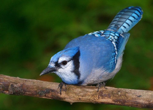  Птицы компенсировали неумение петь ярким оперением и наоборот