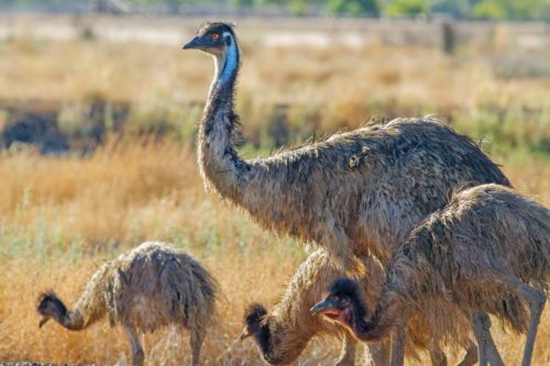 страусы-эму в Австралии