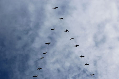 Птицы синхронизируют миграцию с появлением зелени 