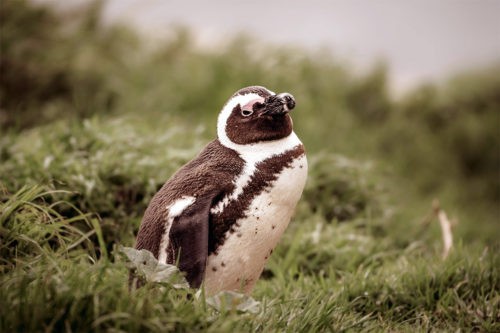 африканский пингвин на траве 