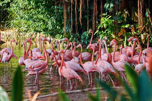 Поведение фламинго зависит от цвета оперения