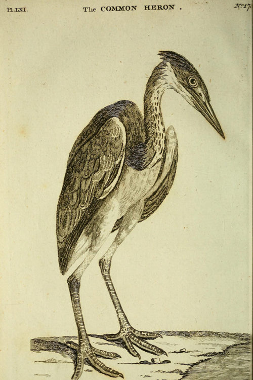 Иллюстрации из книги «Британская зоология» (British Zoology) 1776 года