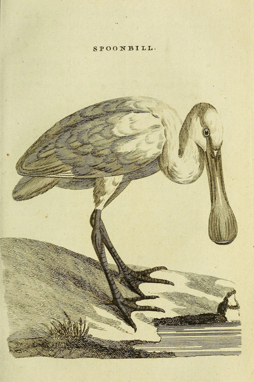 Иллюстрации из книги «Британская зоология» (British Zoology) 1776 года