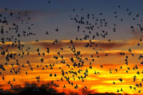 Птицы используют магнитное поле Земли, чтобы не сбиться с курса 1