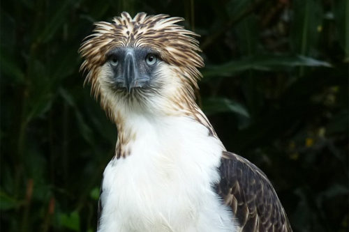 филиппинский орел-обезьяноед
