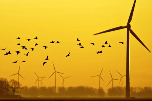 ИИ сделает ветряные мельницы безопаснее для птиц 1