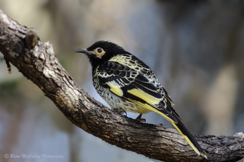 Редкие австралийские птицы начали забывать свои песни 1