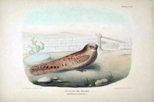 Иллюстрации из Iconografia dell'avifauna italica 1879