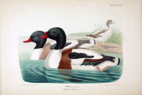 Иллюстрации из Iconografia dell'avifauna italica 1879