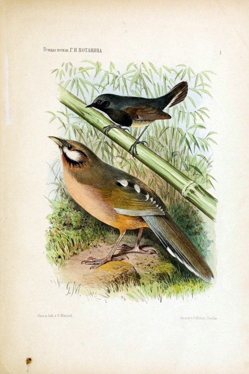 Иллюстрации из книги «Птицы ганьсуиского путешествия Г. Н. Потанина 1884-1887» 1