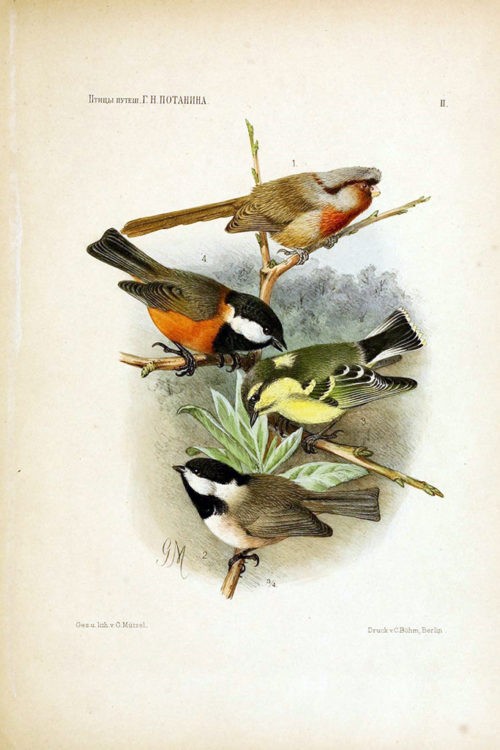Иллюстрации из книги «Птицы ганьсуиского путешествия Г. Н. Потанина 1884-1887» 5