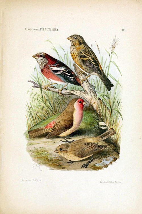 Иллюстрации из книги «Птицы ганьсуиского путешествия Г. Н. Потанина 1884-1887» 3