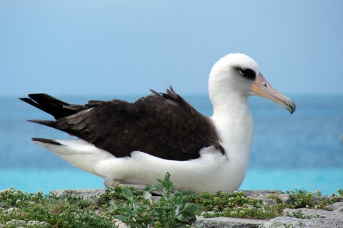 У старейшей в мире самки альбатроса вылупился птенец 1