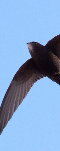Стрижи: родственники колибри и птицы погоды