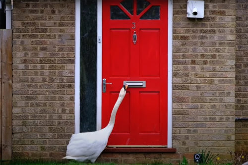 Британец пожаловался на лебедя, который постоянно стучит в дверь