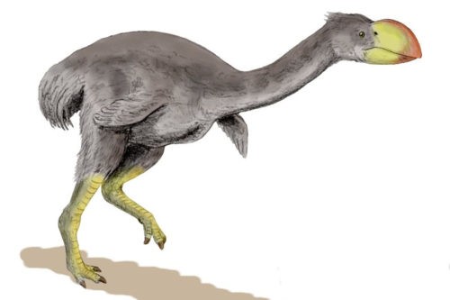 изображение дроморниса (Dromornis stirtoni)