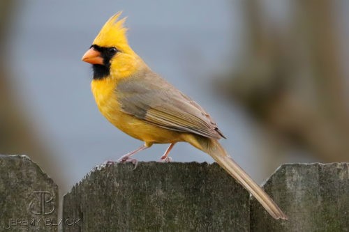 желтый кардинал на заборе