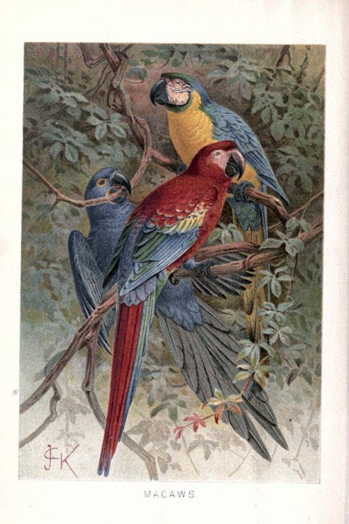 Иллюстрации птиц из книги The royal natural history (1895) 9