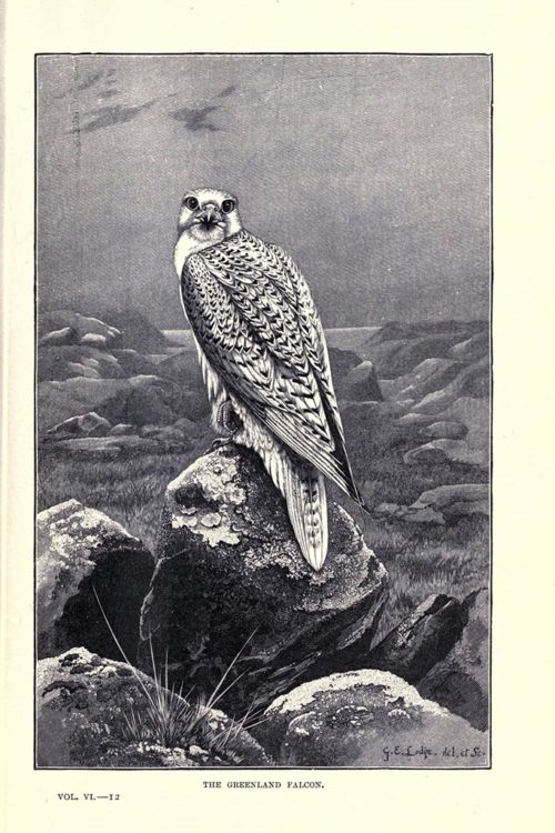 Иллюстрации птиц из книги The royal natural history (1895) 11