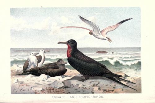 Иллюстрации птиц из книги The royal natural history (1895) 1