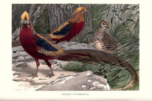 Иллюстрации птиц из книги The royal natural history (1895) 7