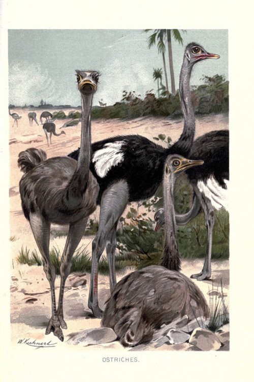 Иллюстрации птиц из книги The royal natural history (1895) 13