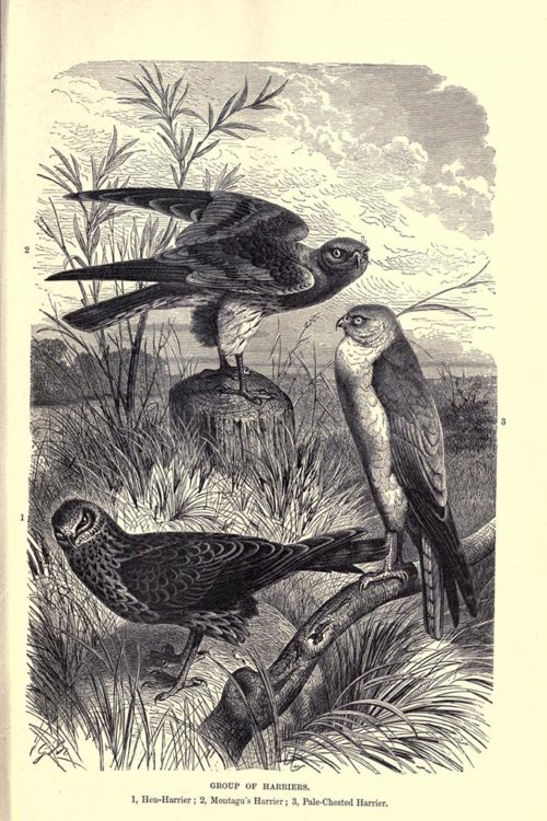 Иллюстрации птиц из книги The royal natural history (1895) 15
