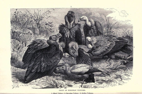 Иллюстрации птиц из книги The royal natural history (1895) 5