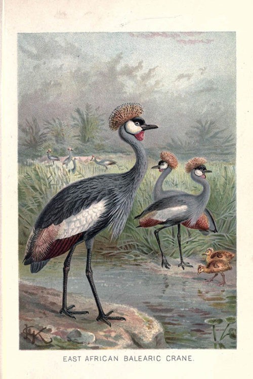 Иллюстрации птиц из книги The royal natural history (1895) 17