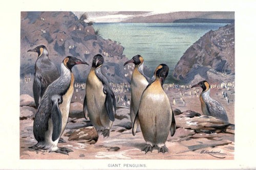 Иллюстрации птиц из книги The royal natural history (1895) 3