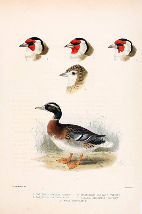 Кряква., Иллюстрации из книги «Орнитологический сборник» (Ornithological miscellany)