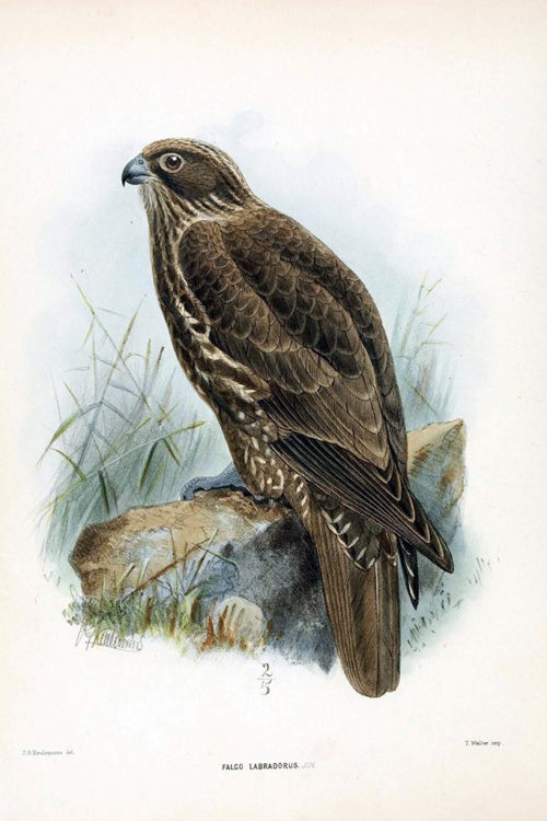 Кречет, Иллюстрации из книги «Орнитологический сборник» (Ornithological miscellany)