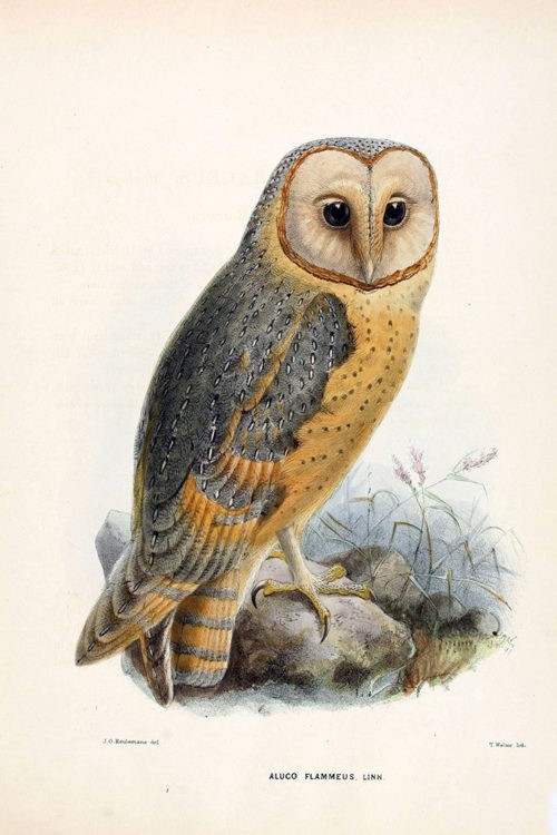 Болотная сова, Иллюстрации из книги «Орнитологический сборник» (Ornithological miscellany)