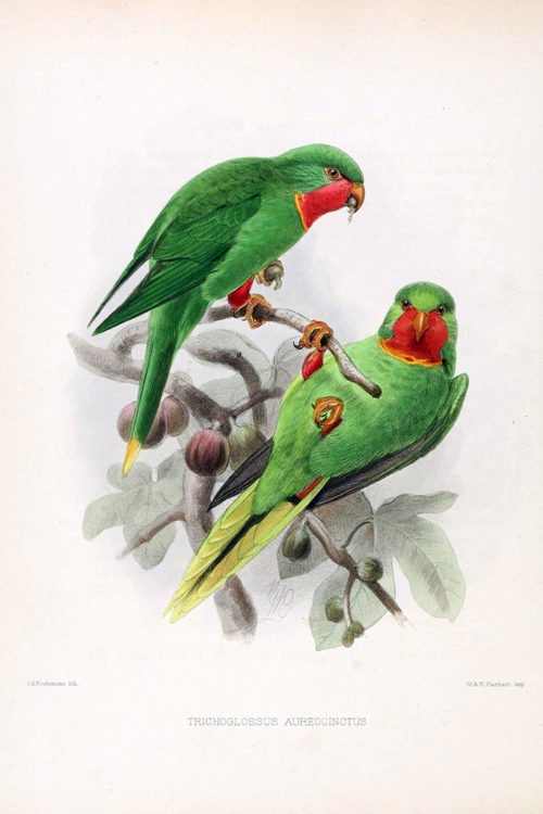 Лорикеты, Иллюстрации из книги «Орнитологический сборник» (Ornithological miscellany)
