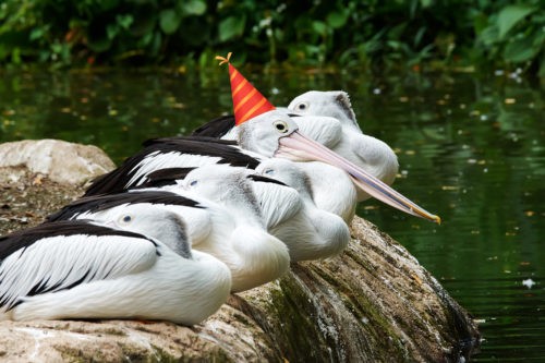 1 апреля – Международный день птиц!